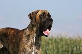 DOGUE ALLEMAND 312